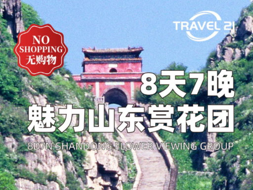 8天7晚山东赏花团